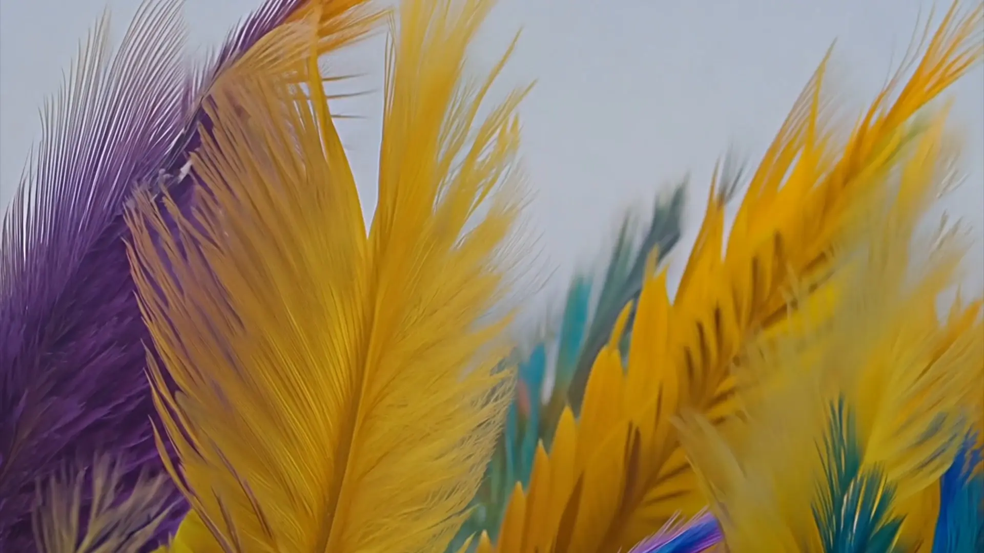 Exotic Feather Dance Dynamic Background for Cultural Event Videos